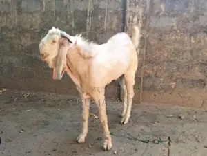 கிடாய் ஆடு