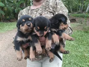 Rottweiler Puppies