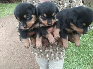 Rottweiler Puppies