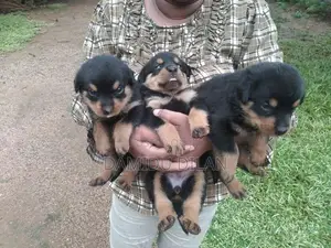 Rottweiler Puppies