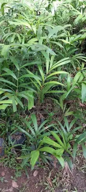 Foxtail පැළ