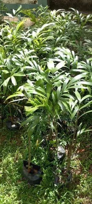 Foxtail පැළ