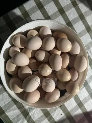 රැක්කවීමට සුදුසු ගම් බිත්තර