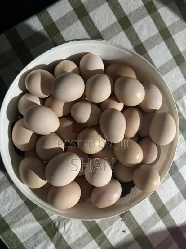 රැක්කවීමට සුදුසු ගම් බිත්තර
