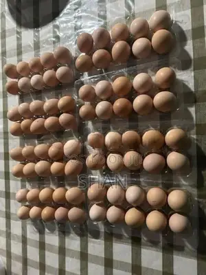 රැක්කවීමට සුදුසු ගම් බිත්තර