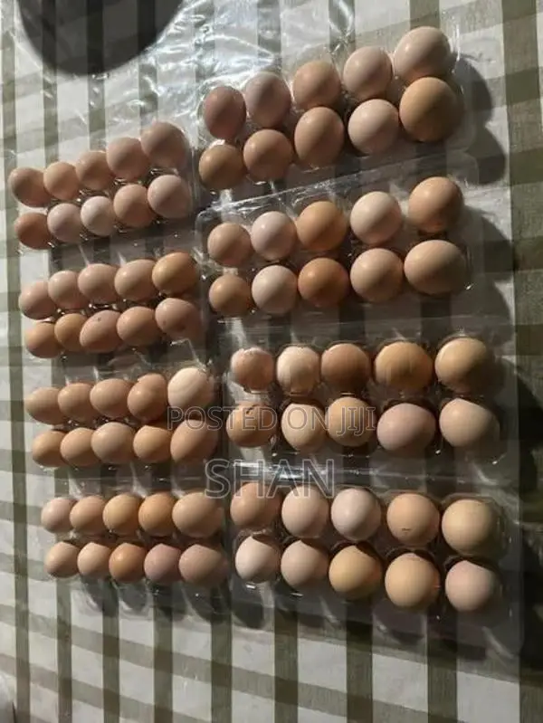 රැක්කවීමට සුදුසු ගම් බිත්තර