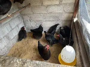 රැක්කවීමට සුදුසු ගම් බිත්තර