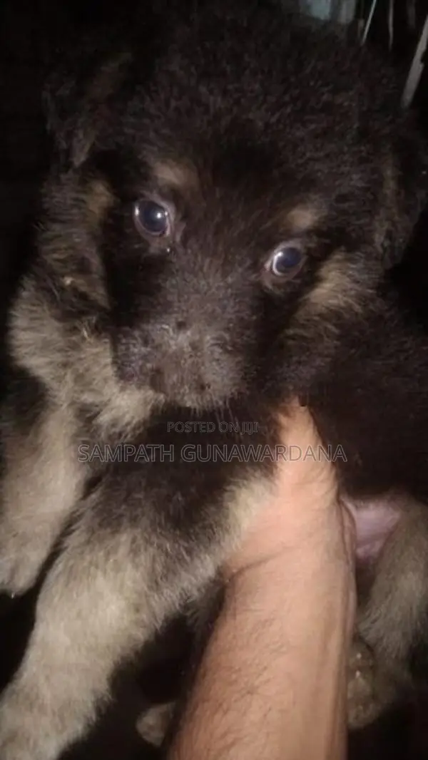 German Shepherd Ridgeback Mix Dogs