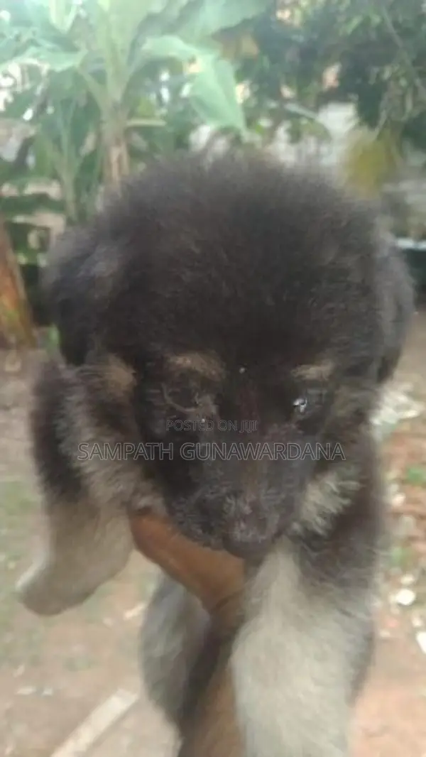 German Shepherd Ridgeback Mix Dogs
