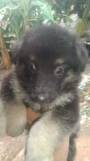 German Shepherd Ridgeback Mix Dogs