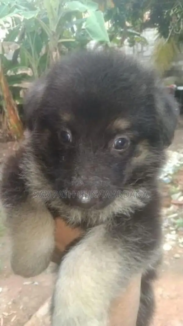 German Shepherd Ridgeback Mix Dogs