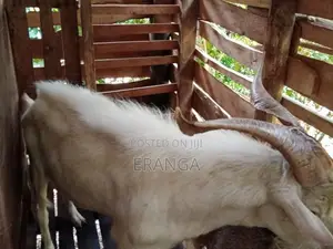 සානාන් එලුවන්