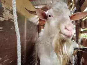 සානාන් එලුවන්