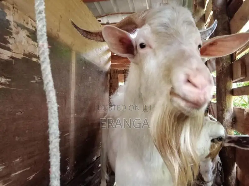 සානාන් එලුවන්
