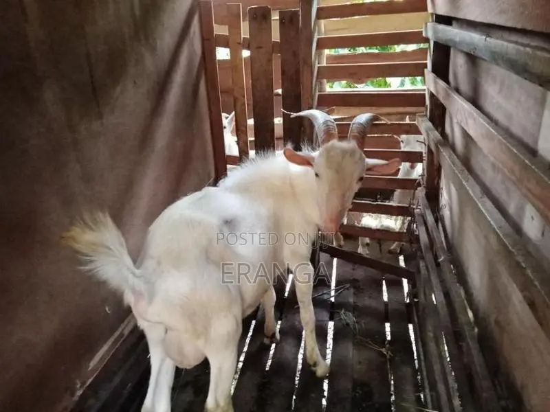 සානාන් එලුවන්