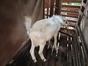 සානාන් එලුවන්