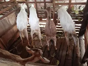 සානාන් එලුවන්