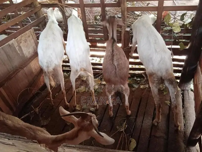 සානාන් එලුවන්