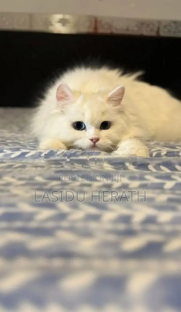 Persian Kitten