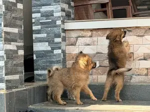 Mini Pomeranian Puppies