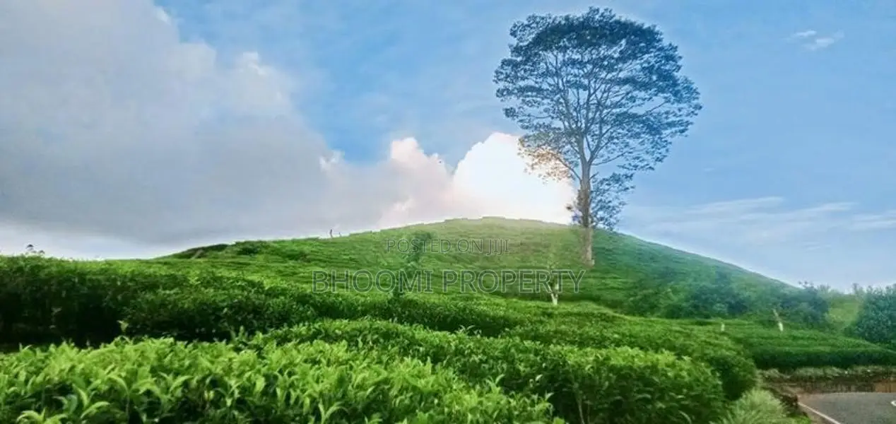 Natural Tea plots land for sale in Watawala