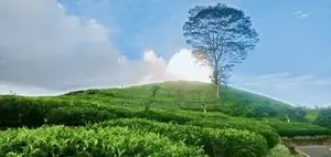 Natural Tea plots land for sale in Watawala