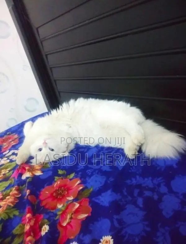 Persian Kitten