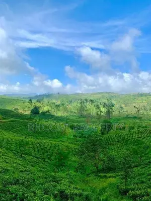 Natural Tea plots land for sale in Watawala