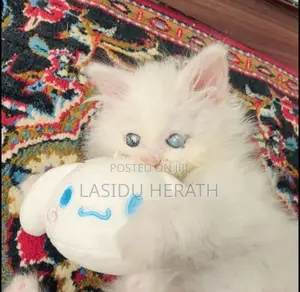 Persian Kitten