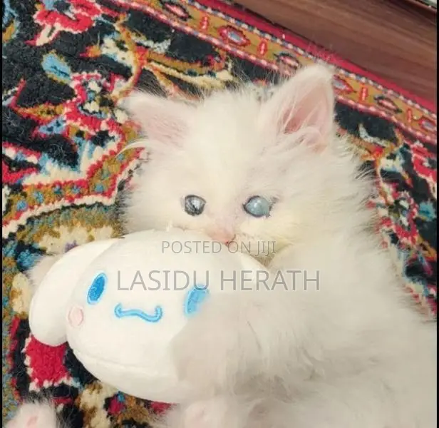 Persian Kitten