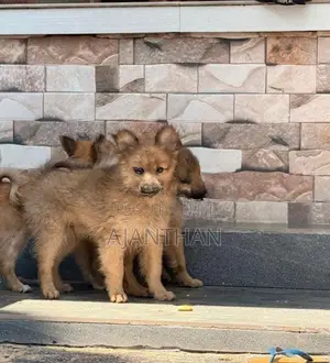Mini Pomeranian Puppies