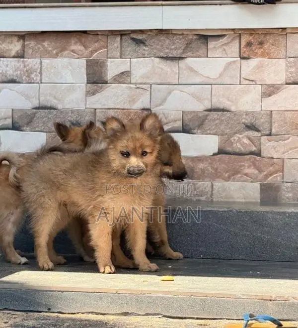 Mini Pomeranian Puppies