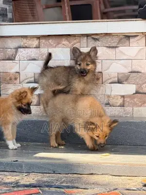 Mini Pomeranian Puppies