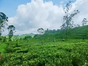 Natural Tea plots land for sale in Watawala