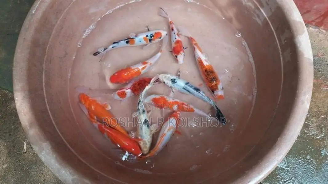 Sl Koi Fish