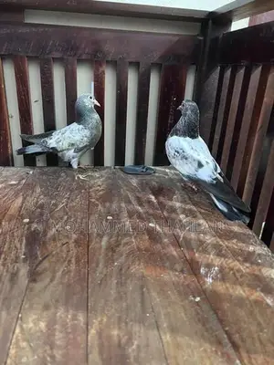 Pigeons