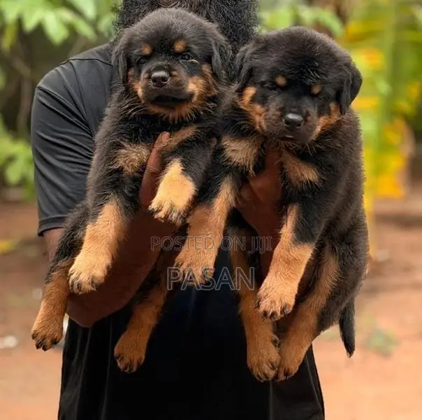 Rottweiler Dogs