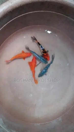 Sl Koi Fish