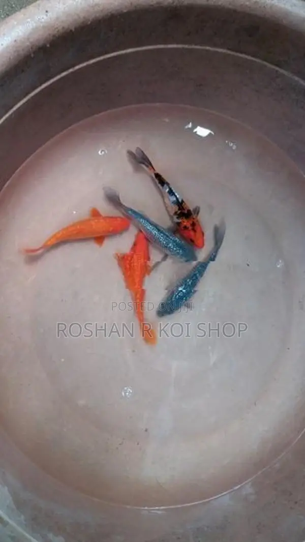Sl Koi Fish