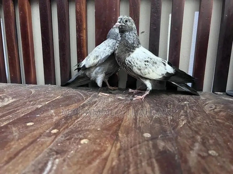Pigeons