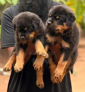 Rottweiler Dogs