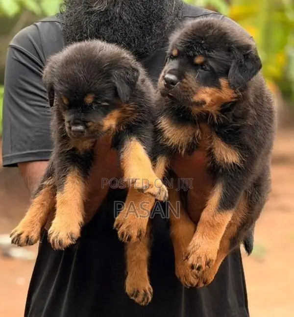 Rottweiler Dogs