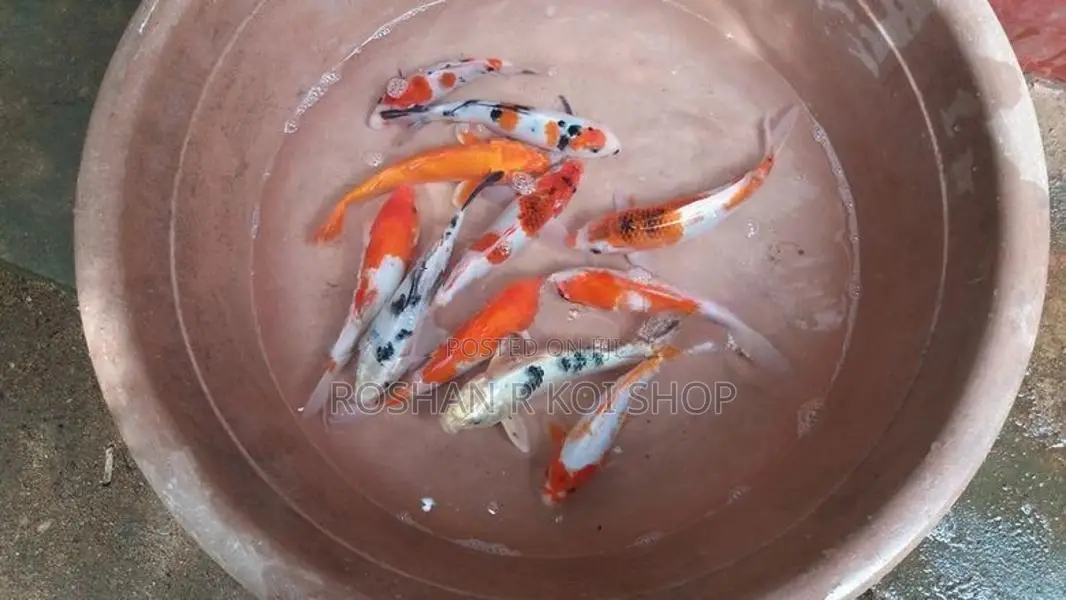 Sl Koi Fish