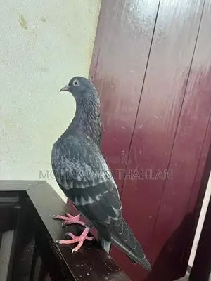 Pigeons