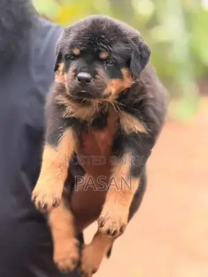 Rottweiler Dogs