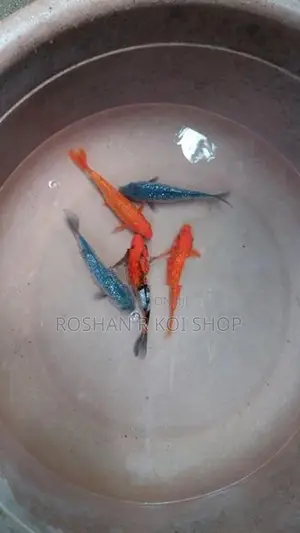 Sl Koi Fish