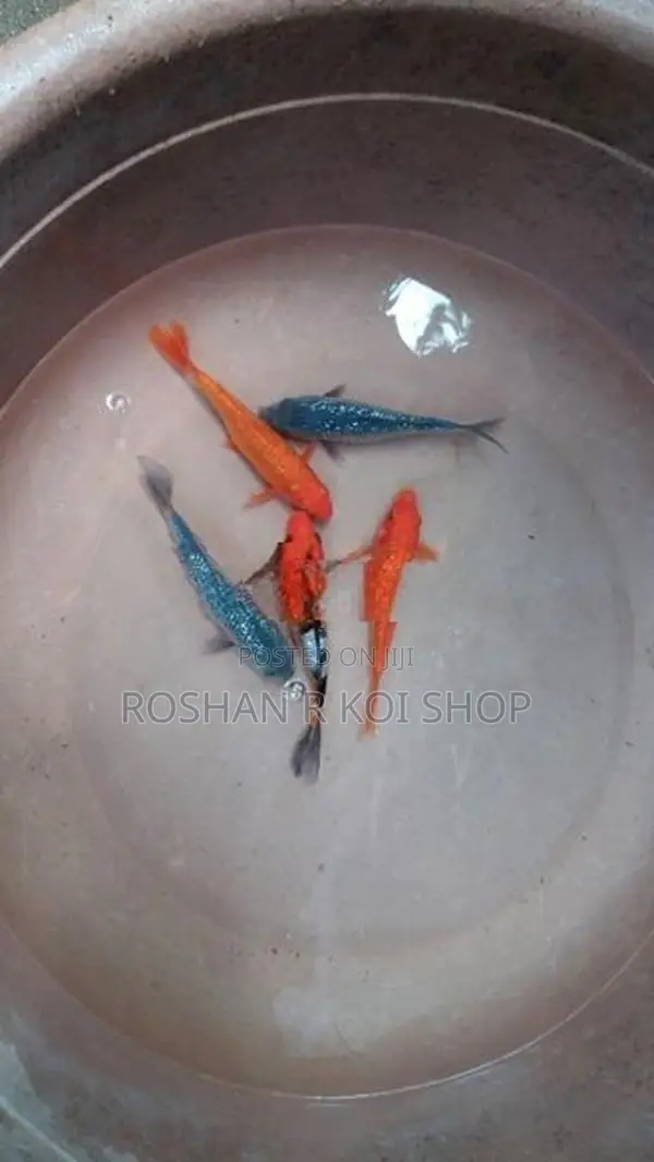 Sl Koi Fish