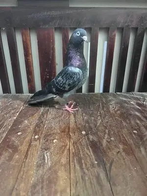 Pigeons