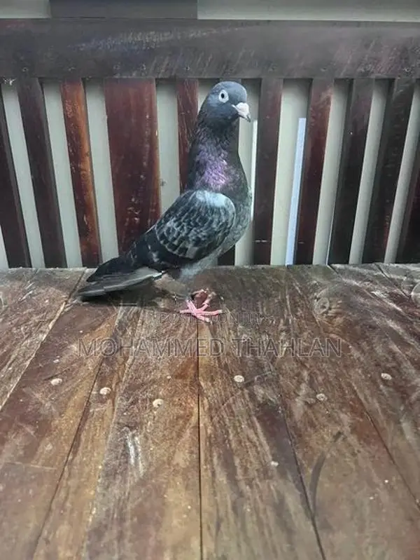 Pigeons