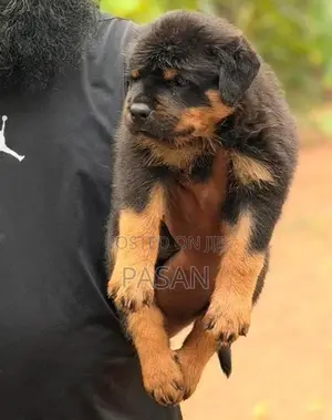 Rottweiler Dogs
